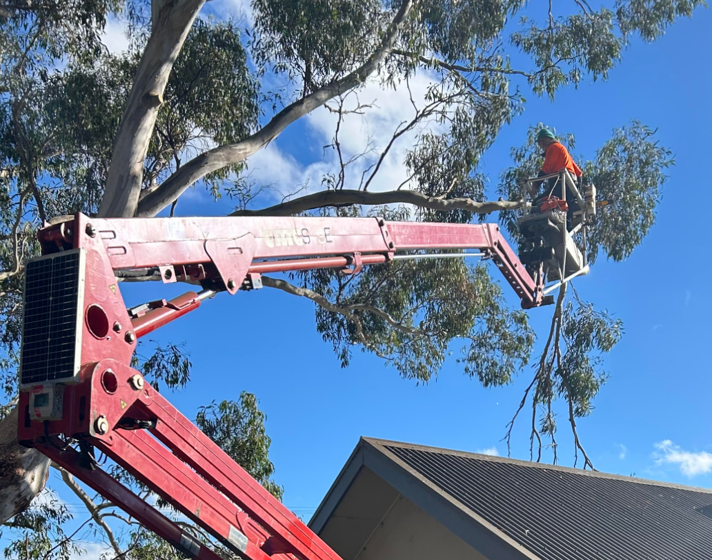 Tree Service Professional